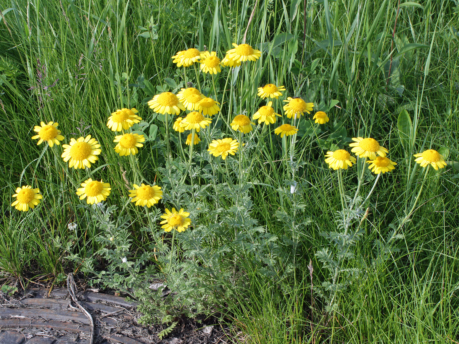 Anthemis tinctoria